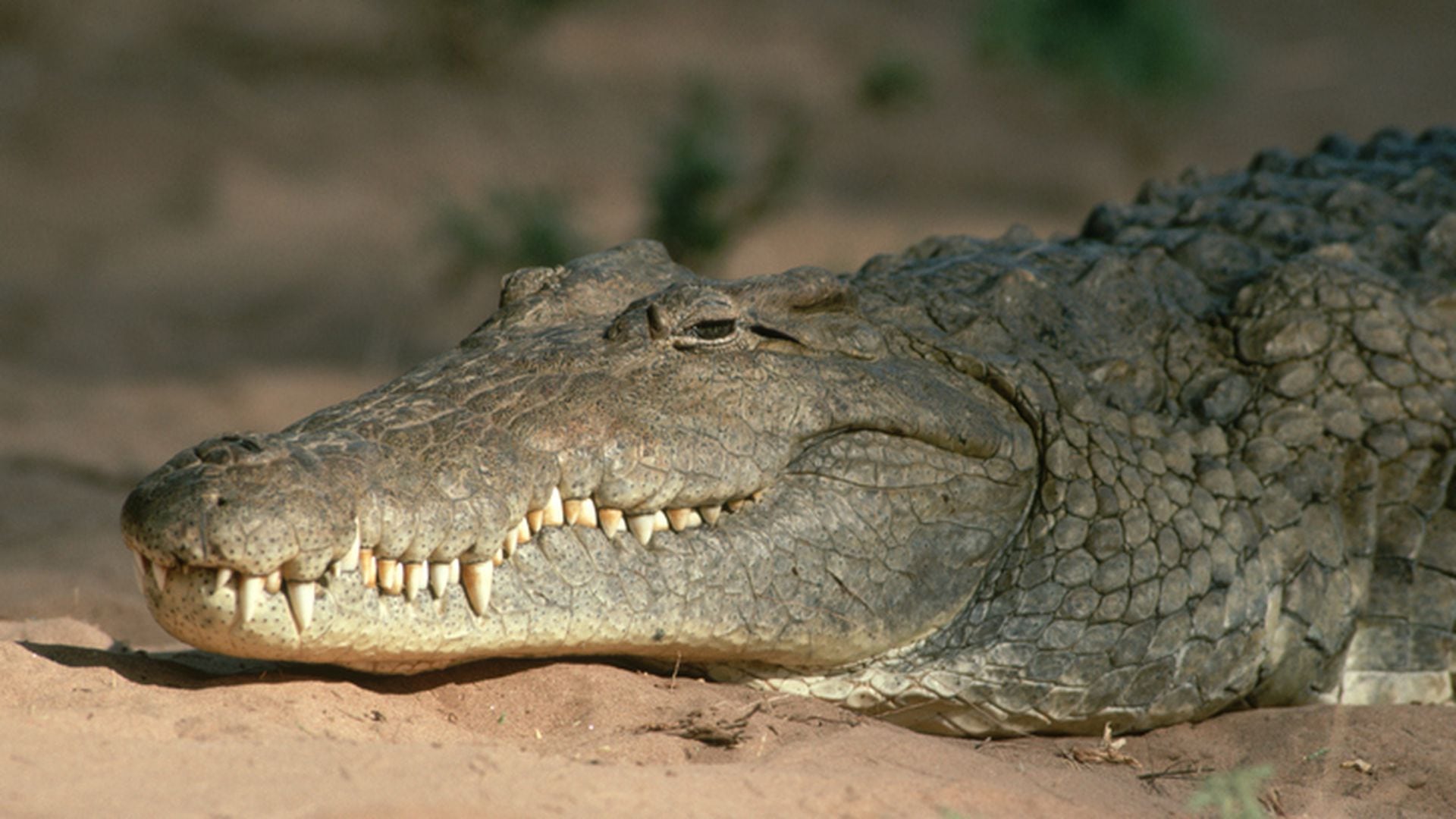 Encontraron muerto a cocodrilo cubano en peligro de extinción en el  Zoológico Nacional de Washington, ¿qué le pasó?