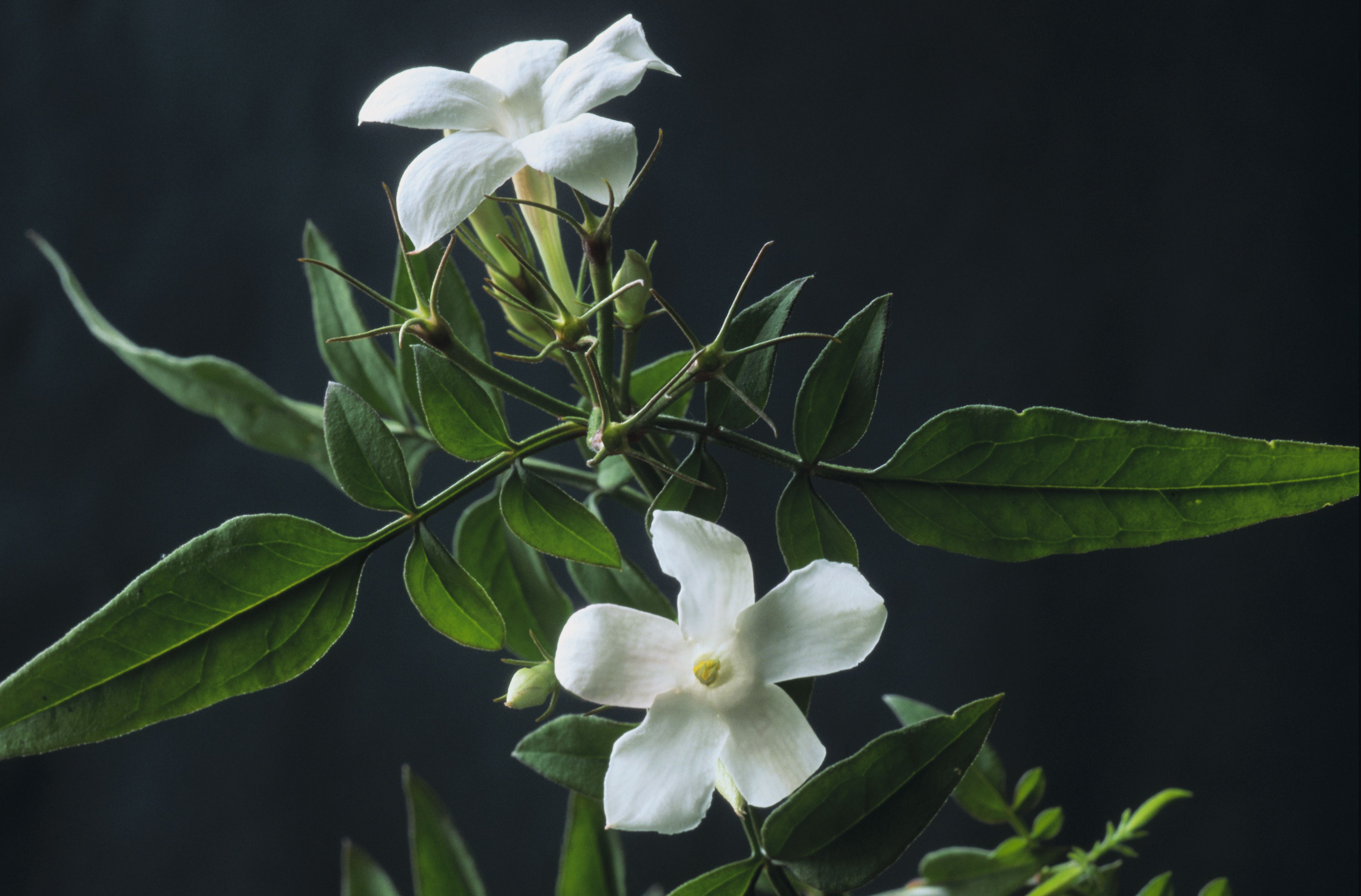 Qué significa cuando florece la planta lengua de suegra