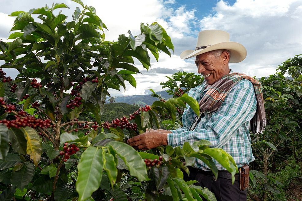 Qué tipo de café para la prensa francesa? :: Green Plantation