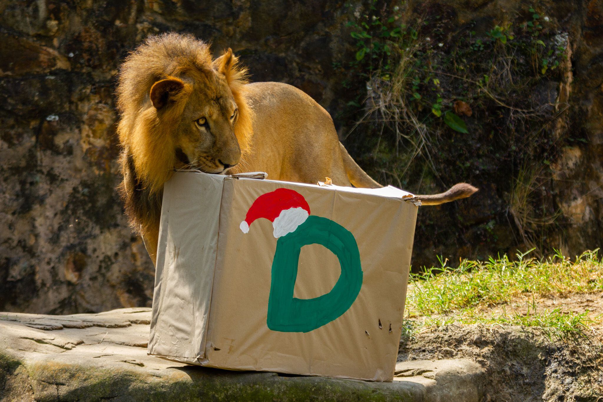 Los animales también celebran la Navidad: en el Zoológico de Cali dieron  regalos a leones, osos y cisnes