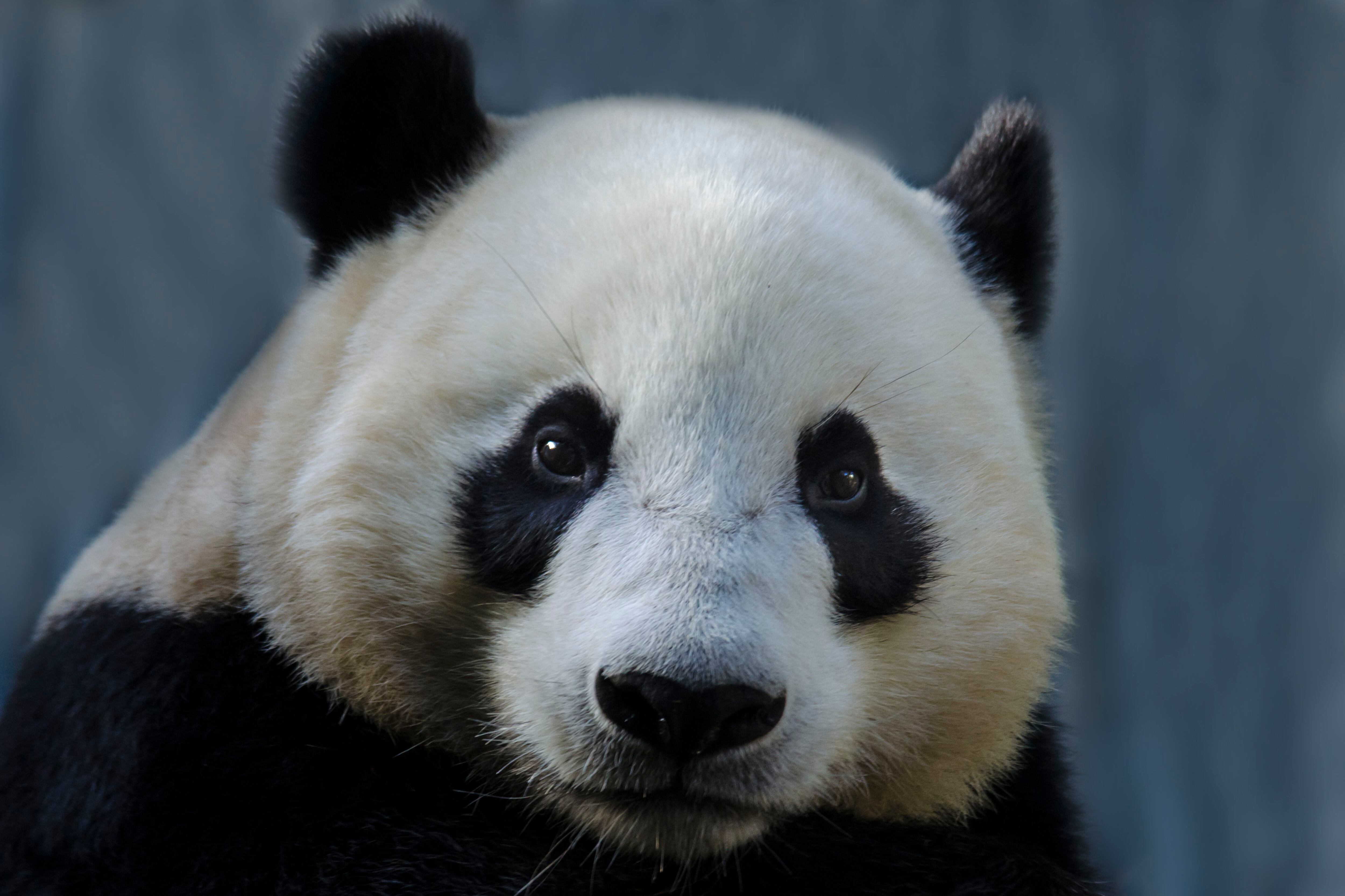 Famoso oso panda de China resulta ser hembra y no macho 4 años después de  su nacimiento - Medio Ambiente - Vida 