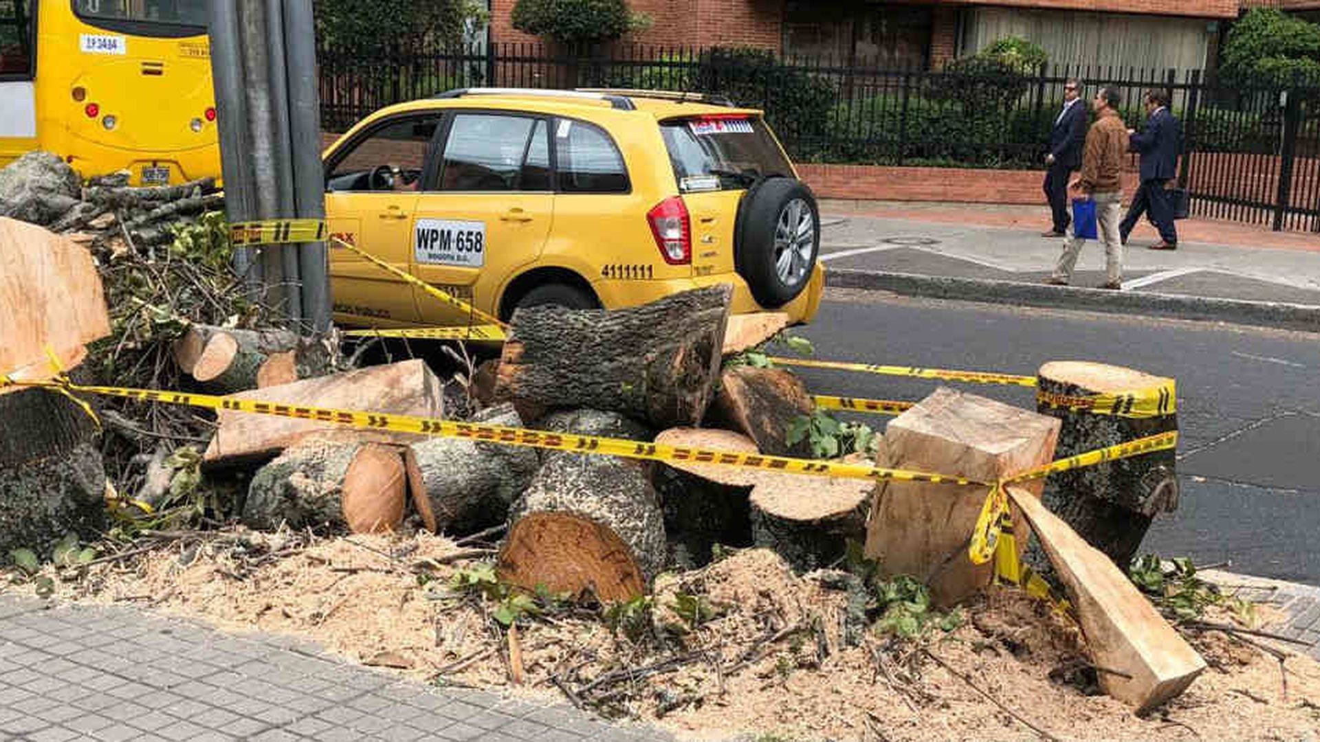 La pelea por la tala de árboles en Bogotá hasta ahora comienza