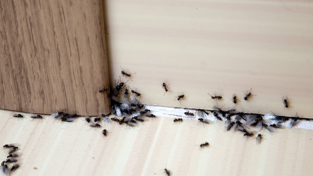 El vinagre se puede utilizar de distintas maneras para combatir a las hormigas en casa.
