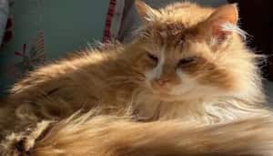 Luto por Toby: murió el gato que caminó 20 kilómetros para reencontrarse con su familia y luego fue rechazado