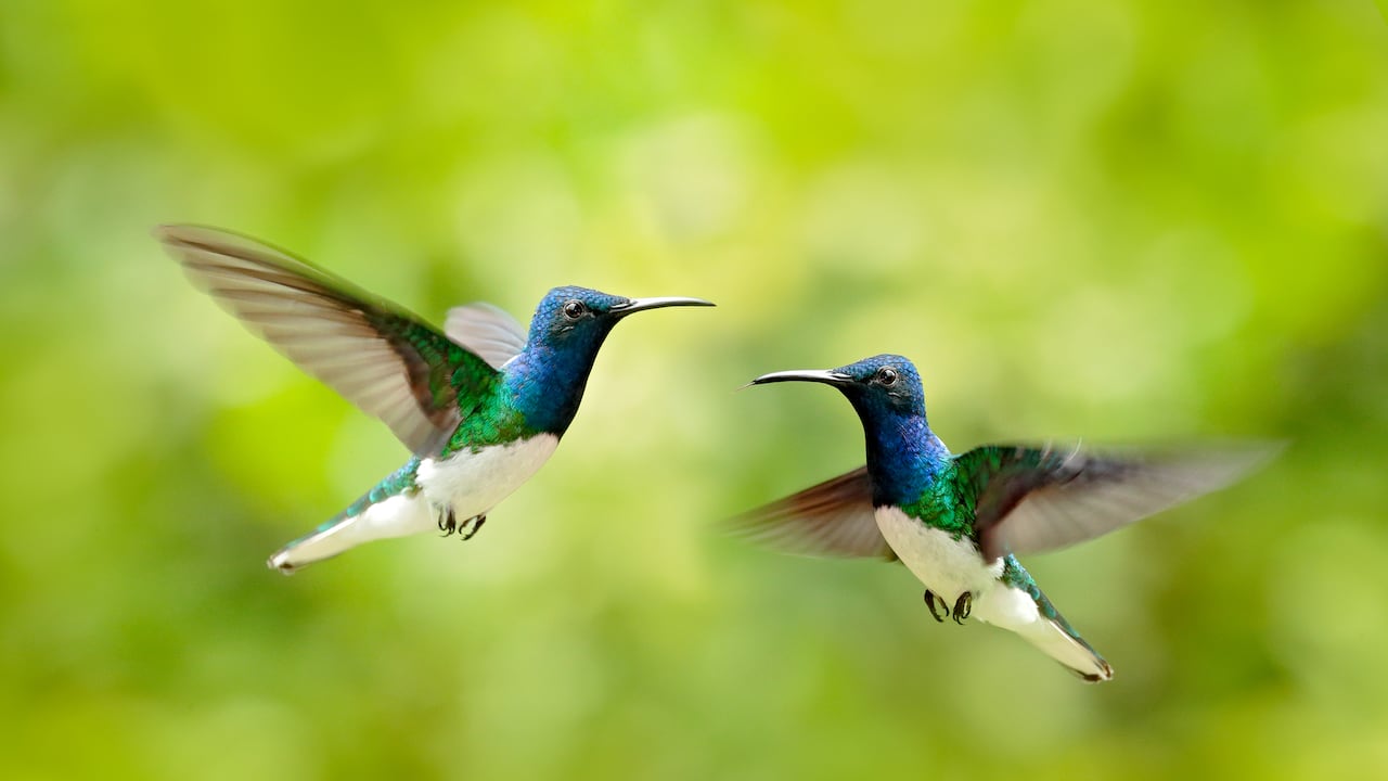 Enfrentamiento de pájaros colibrí azul y blanco volador, jacobino de cuello blanco (Florisuga mellivora).