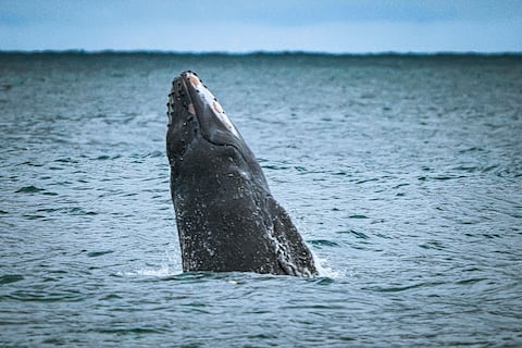 Al Pacifico llegan los mamíferos mas grandes de la tierra, la temporada de ballenas, atrae a miles de turistas que llegan al puerto de Buenaventura atraídos por la ilusión de ver estos animales. Los grandes cetáceos visitan las aguas cálidas del pacífico entre agosto y noviembre para reproducirse