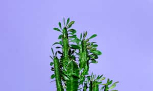 Planta suculenta. Imagen de referencia.