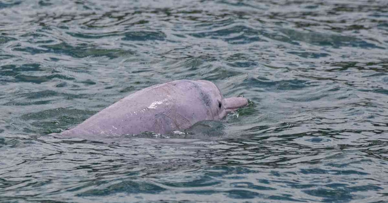 La población de los delfines rosados en este lugar en los últimos 15 años ha disminuido entre un 70 y 80 por ciento.