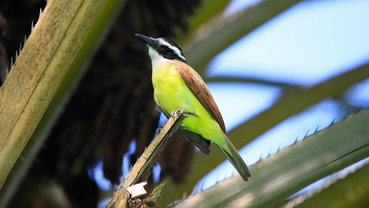 Dentro de su fauna se destacan La María Mulata y el pájaro carpintero.
