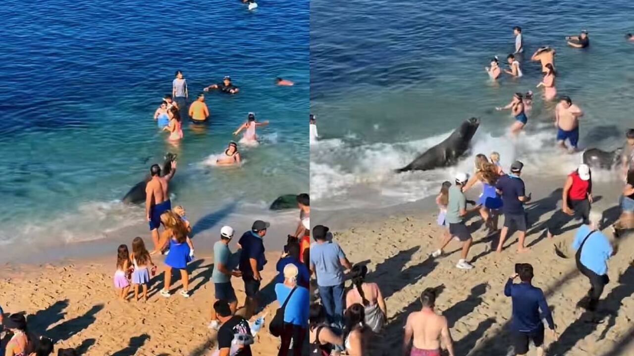 Los bañistas pasaron momentos de asombro después de la aparición de un león marino en la playa