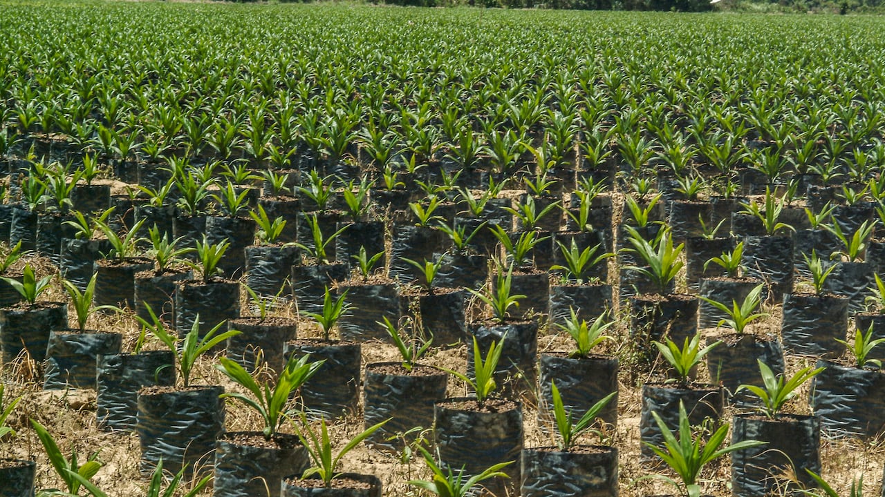 En la industria palmicultora participan 7.500 productores y tiene capacidad de generar más de 196 mil empleos.