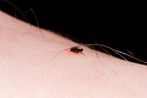 Las pulgas pueden ser un problema molesto y peligroso para la salud de las personas.