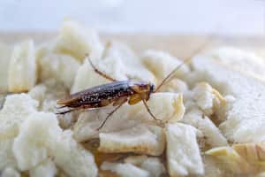 El bicarbonato es una sustancia que ayuda a eliminar las cucarachas y otros insectos.