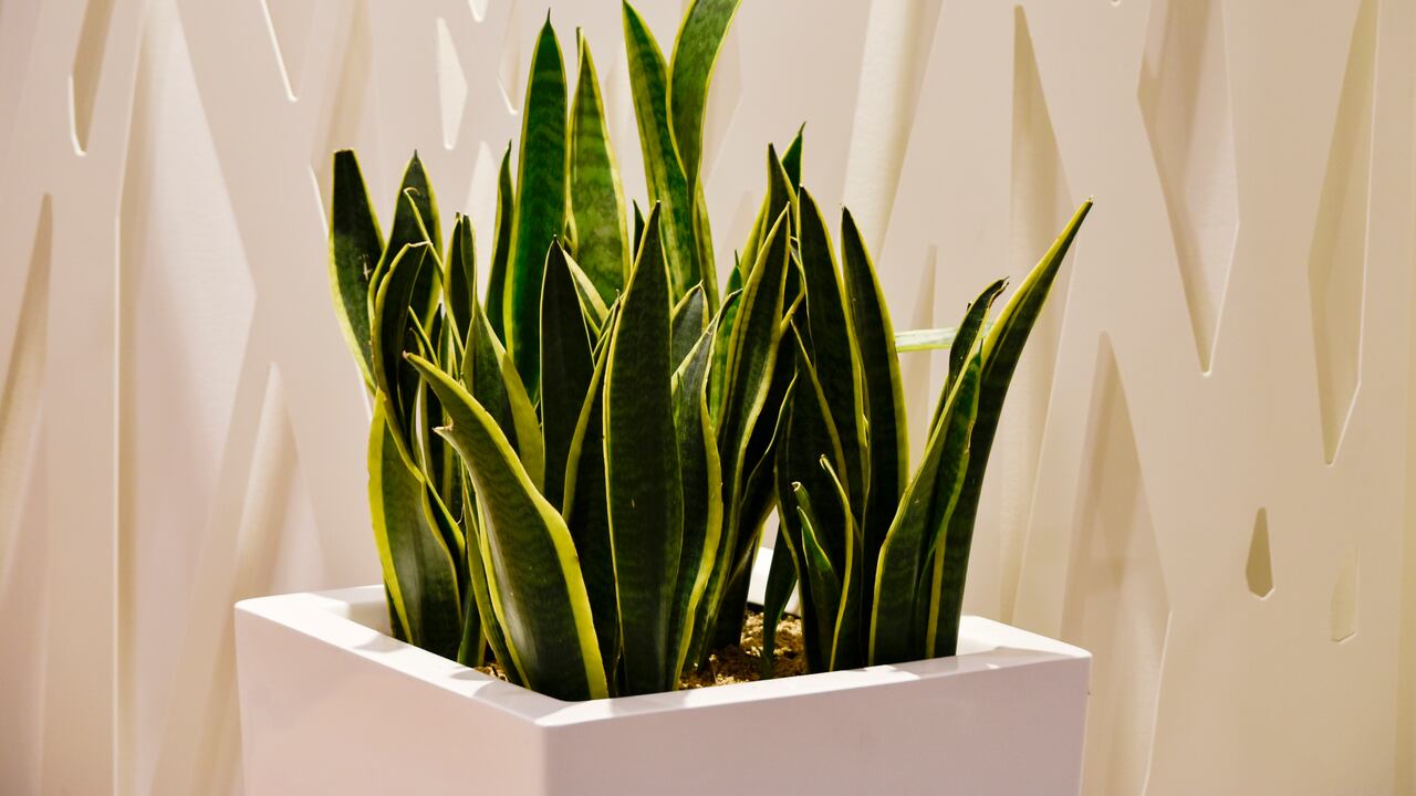 Planta ornamental dentro de la vivienda llamada Donkey Ear, Sansevieria trifasciata en Guatemala. - Fotografía de stock
Planta ornamental dentro de la vivienda llamada oreja de burro, Sansevieria trifasciata en Guatemala, América Central.