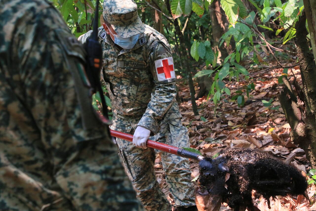 Un soldado retira el cuerpo de un mono aullador que murió en medio de temperaturas extremadamente altas, el 21 de mayo de 2024, en Tecolutilla, México. (AP Foto/Luis Sánchez)