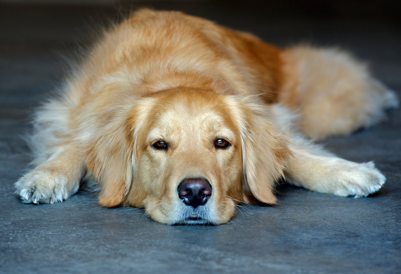 Los perros son considerados mascotas de compañía.