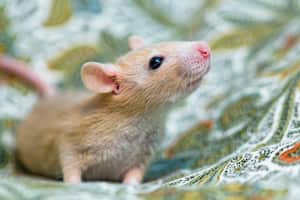 A cute young male rats on a bed