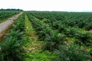 Colombia exportó 638 mil toneladas de aceite de palma de aceite en 2017.