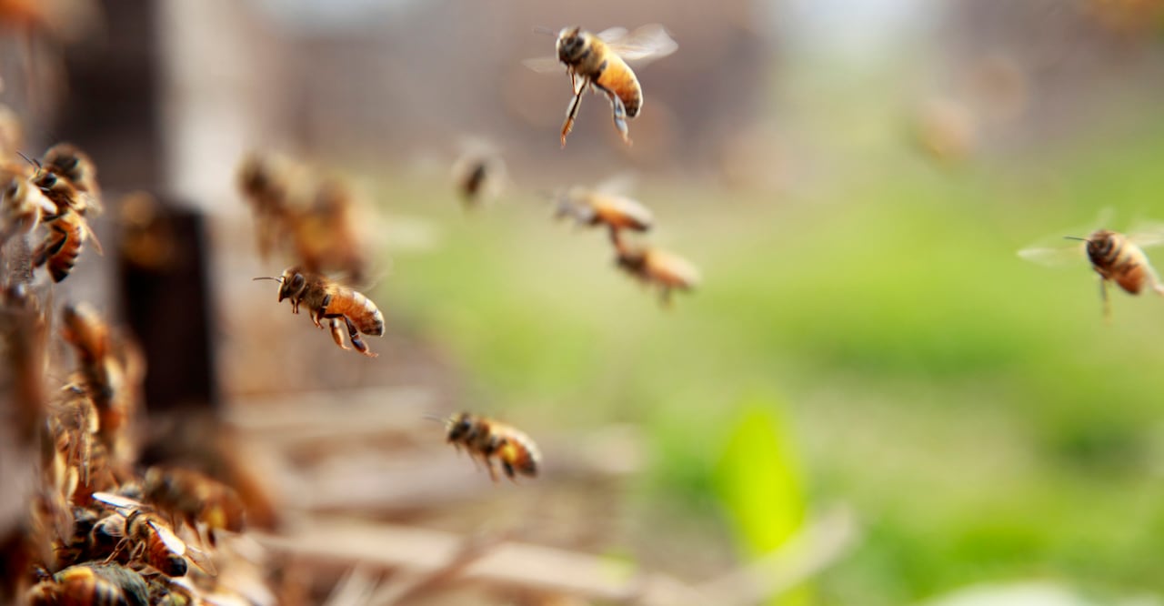 Los enjambres de abejas pueden generar desorden debido a la acumulación de cera de abeja, polen y otros materiales que utilizan para construir sus panales.