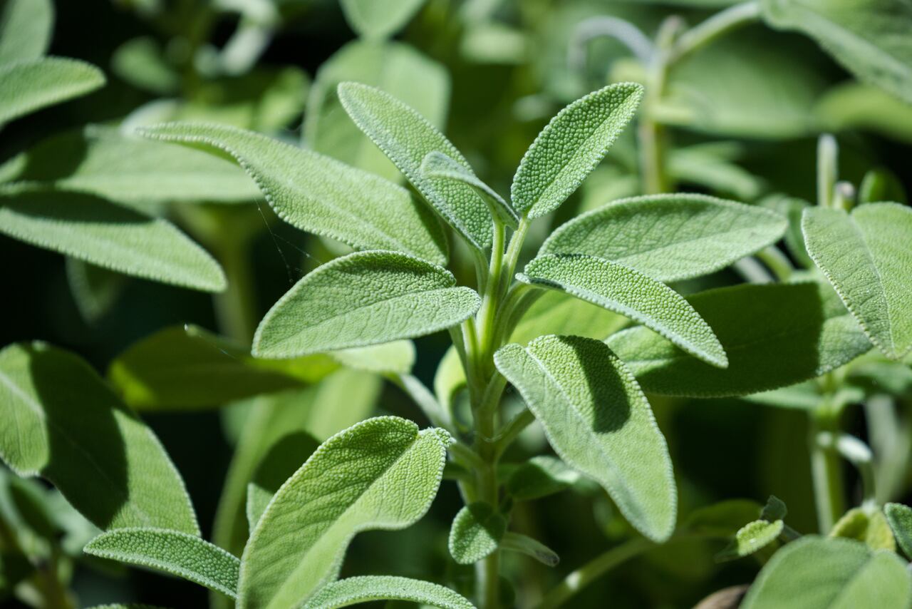 Es importante identificar las contraindicaciones del la salvia.