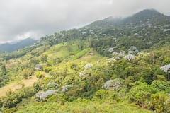 La Corporación Autónoma Regional del Valle del Cauca anunció formalmente la declaración del Alto Calima como Área Protegida Pública Regional.