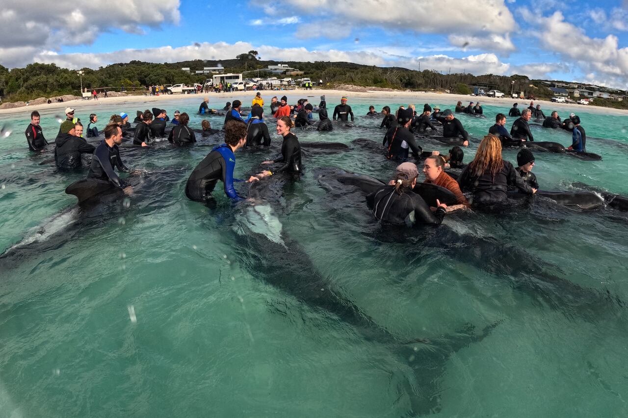 Cerca de 250 voluntarios y 100 expertos intentaron ayudar a grupo de ballenas que encalló en Australia.