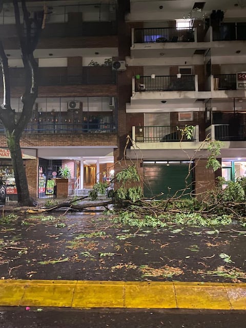 Árboles caídos por la tormenta en Argentina