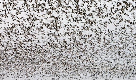 Casi 1000 aves murieron en la ciudad de Chicago (imagen de referencia)