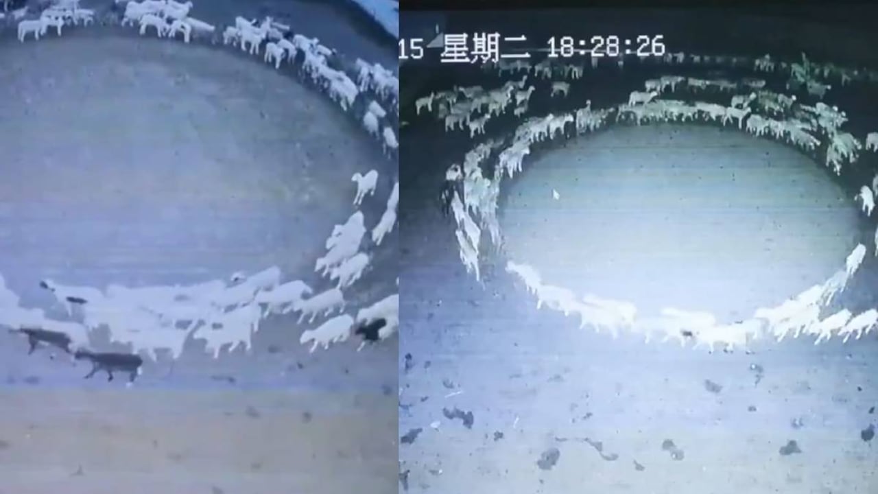 En el video de vigilancia se puede ver el extraño comportamiento de las ovejas marchando en el sentido de las manecillas del reloj en un círculo casi perfecto