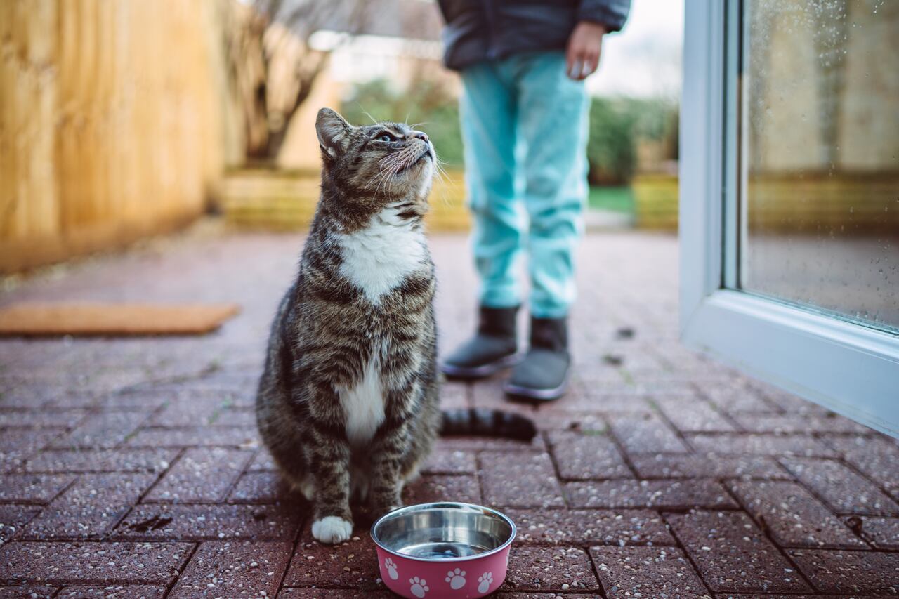 Un nuevo ronroneo en la familia: Cómo brindar la mejor bienvenida a un gato.