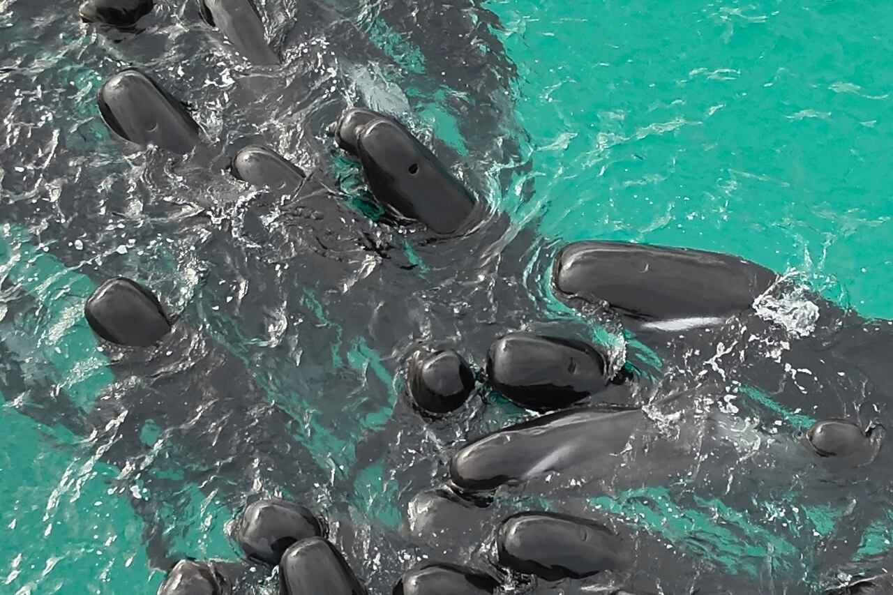 Las ballenas están encalladas y la mitad de ellas ya ha muerto preocupando a las autoridades.