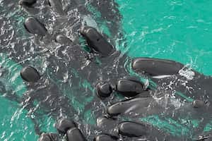 En esta fotografía proporcionada por el Departamento de Biodiversidad, Conservación y Atracciones de Australia, una manada de ballenas piloto se agrupa en la playa de Cheynes, Australia, el martes 25 de julio de 2023. (DBCA vía AP)