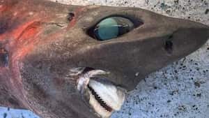 Una extraña especie de tiburón fue hallado en profundidades de aguas en Australia.