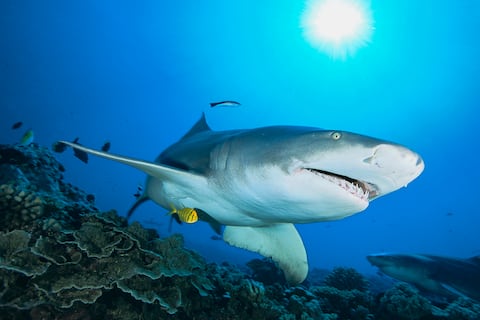 El tiburón limón de aleta falciforme (Negaprion acutidens) evoluciona sobre un arrecife de coral