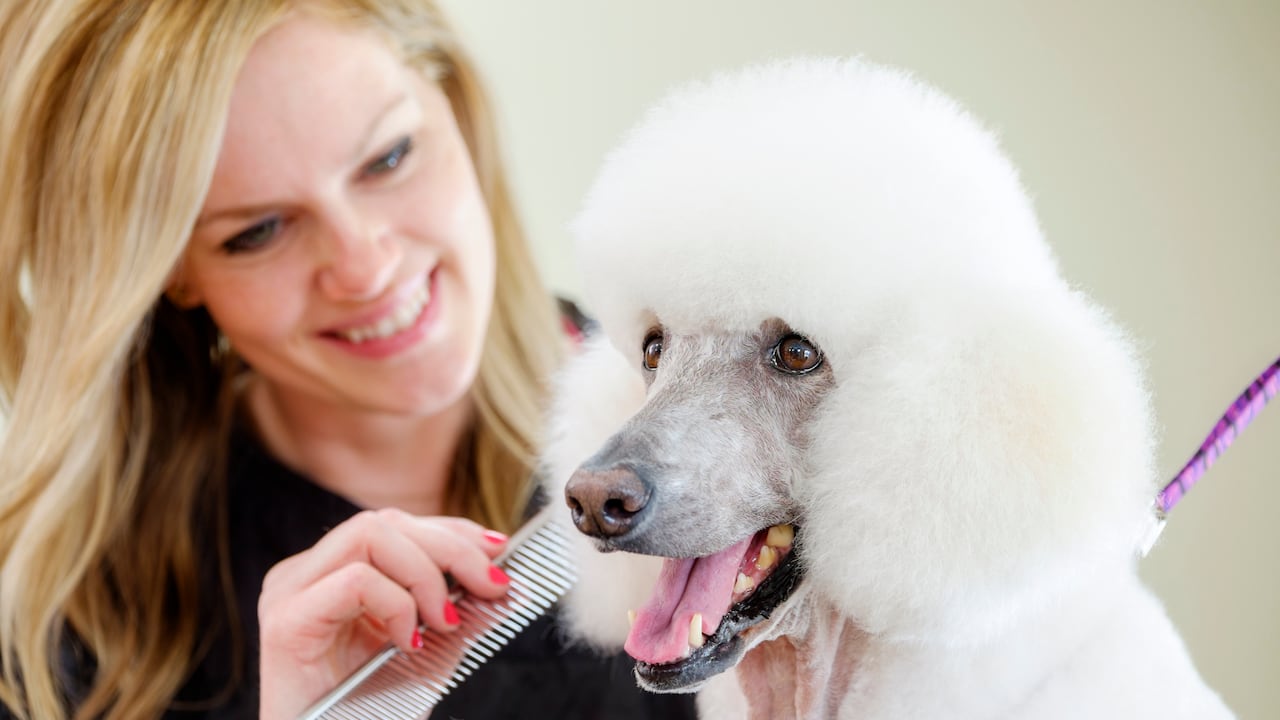 Los perros necesitan de un maño mensual en la peluquería, si es posible.