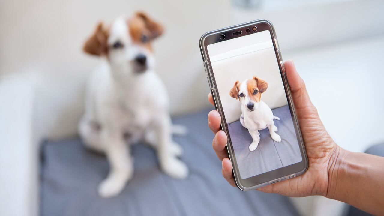 HyperOS cuenta con nuevas funciones que ayudan a mejorar las fotos de los animales