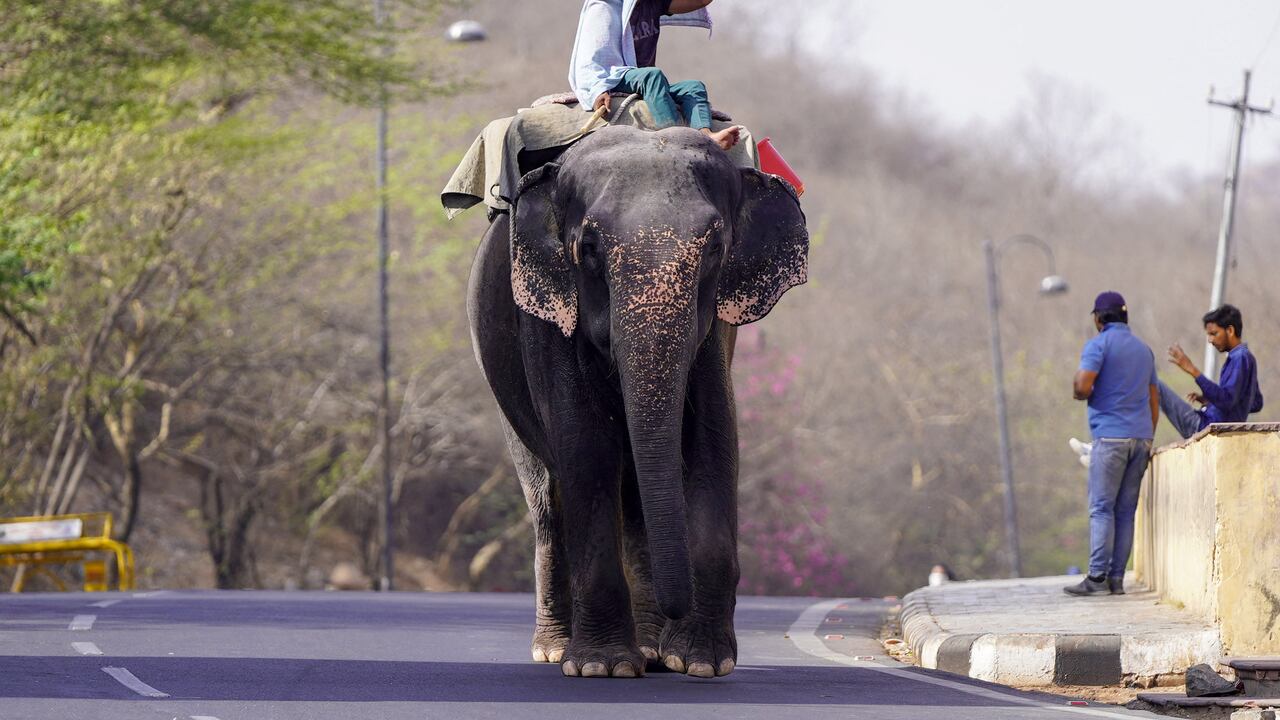 Un mahout monta su elefante por una calle en un caluroso día de verano en Jaipur el 30 de mayo de 2024, en medio de una ola de calor en curso.