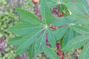 La hojas de yuca tienen algunos nutrientes que serían buenos para el organismo.