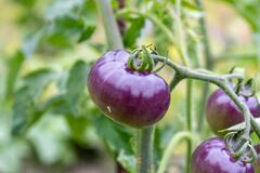 Las propiedades alimenticias del tomate morado ayudan a la salud.