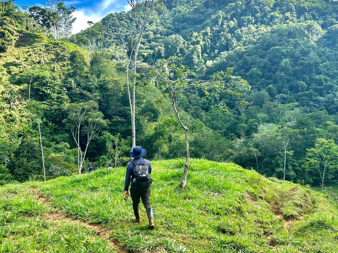 Los árboles del bosque Tosh han capturado cerca de 128.490 toneladas de carbono.