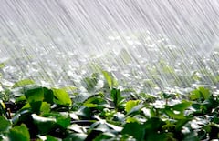 Descubrir por qué la perlita es la respuesta para mantener un drenaje efectivo y prevenir la pudrición de raíces es fundamental.