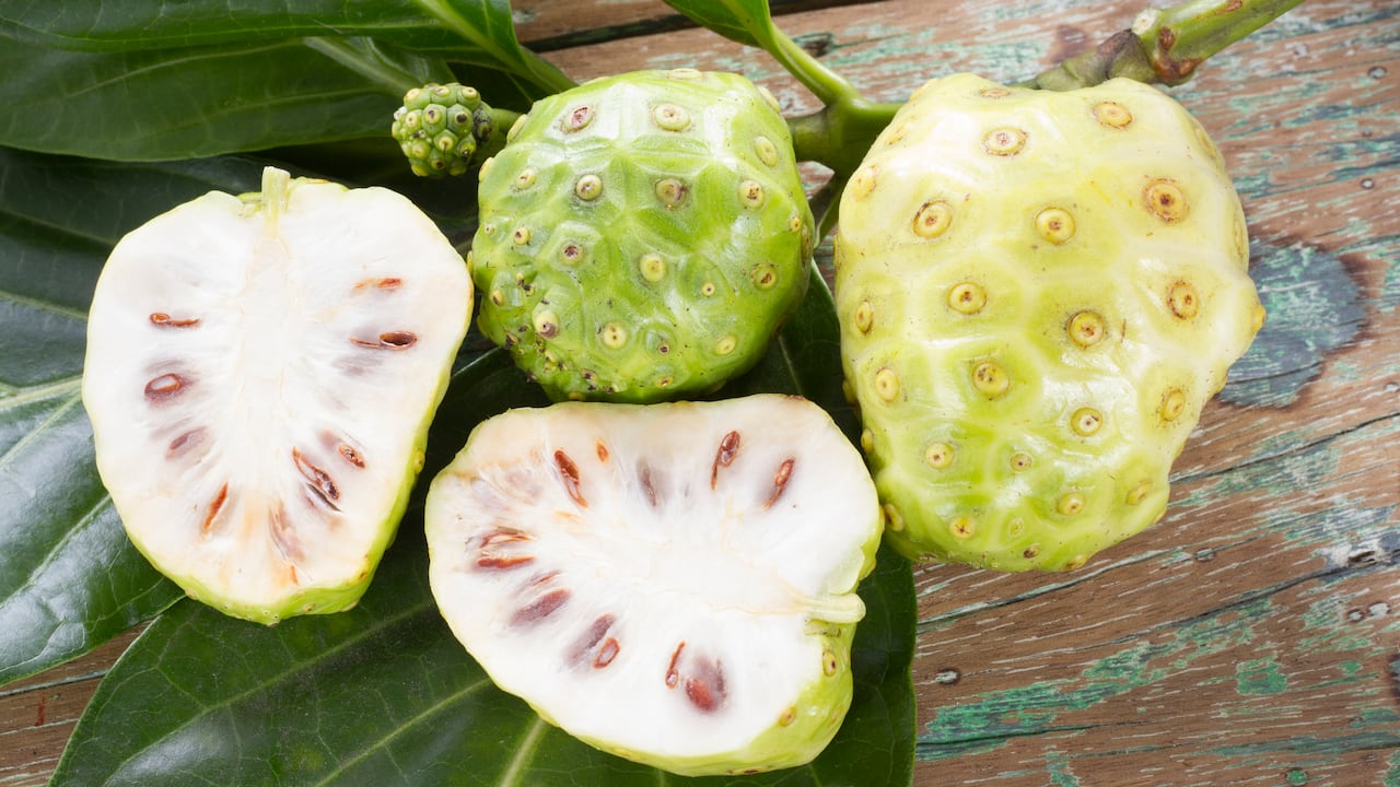 La fruta noni cuyo nombre científico es Morinda citrifolia es originaria del Sudeste de Asía, Indonesia y Polinesia