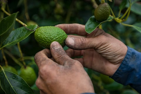 Según cifras entregadas por el Departamento Administrativo Nacional de Estadística (DANE), Colombia exportó el año pasado más de 67 mil toneladas, lo que representó un incremento de 50 por ciento respecto a 2019 (44.570 toneladas).