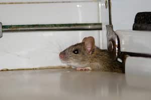 La colaboración con profesionales en control de plagas puede brindar asesoramiento experto y soluciones efectivas para eliminar la infestación de ratas.