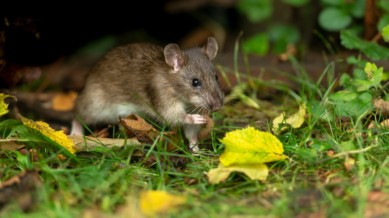 Ratón / Ratones