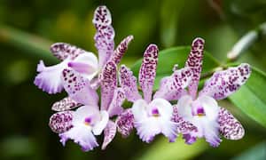 La orquídea de la especie Cattleya