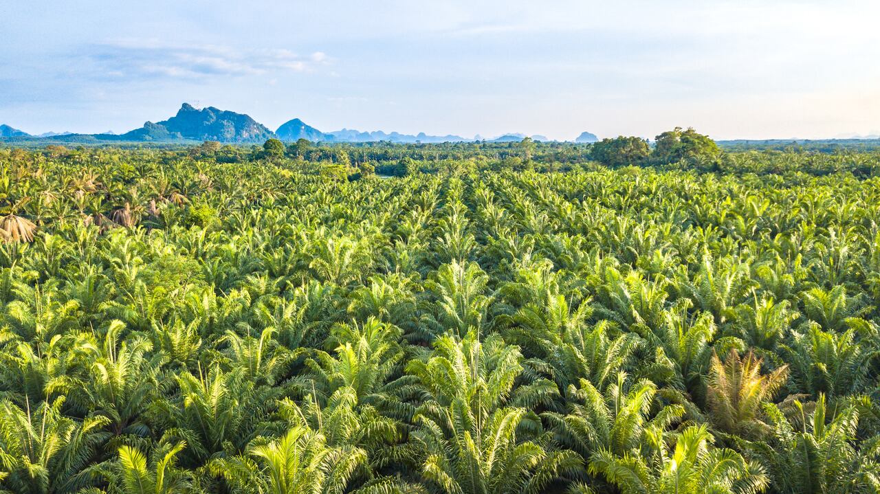 Plantación de palma de aceite