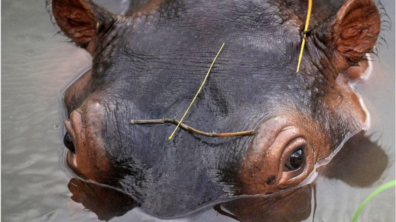Los científicos dicen que los hipopótamos en Colombia se reproducen más jóvenes que en África.