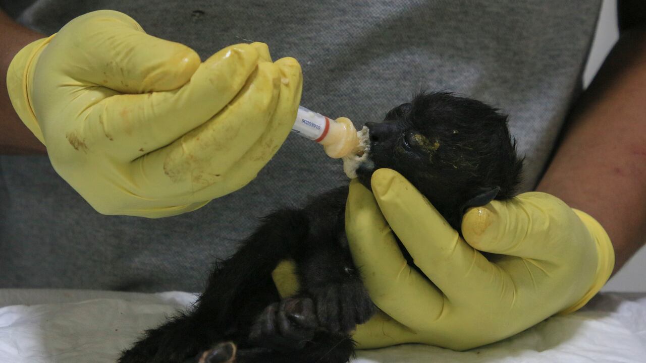 Un veterinario alimenta a un joven mono aullador rescatado en medio de temperaturas extremadamente altas en Tecolutilla, estado de Tabasco, México, el martes 21 de mayo de 2024. (AP Foto/Luis Sánchez)