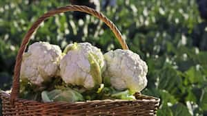 La coliflor contiene agua y fibra que la convierten en un aliado para regular el tránsito intestinal y genera la sensación de  saciedad. Foto: Getty images.